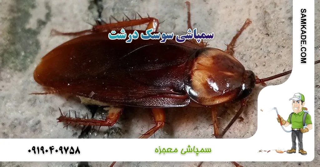 سمپاشی سوسک درشت معجزه