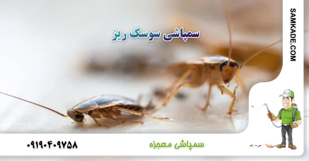 سمپاشی سوسک ریز آلمانی
