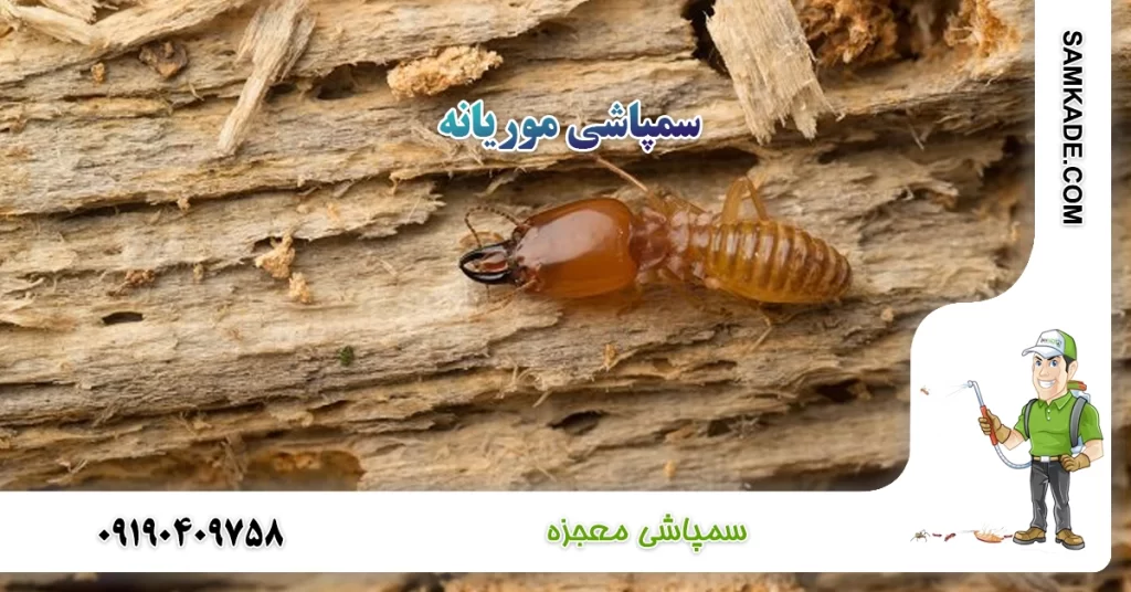 سمپاشی موریانه معجزه