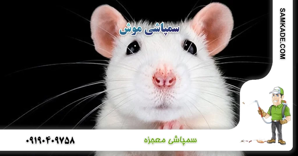 سمپاشی موش معجزه