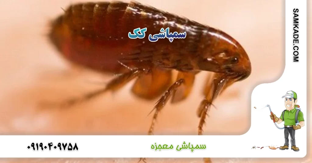 سمپاشی کک معجزه