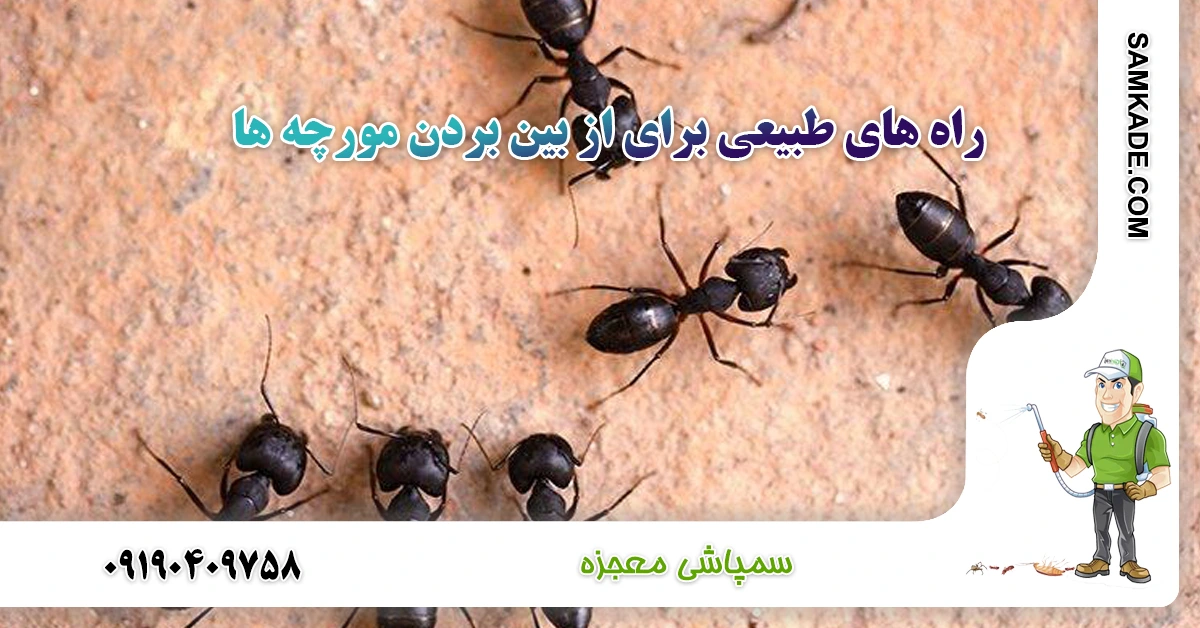 راه های طبیعی برای از بین بردن مورچه ها