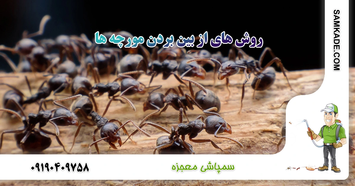 روش های از بین بردن مورچه ها