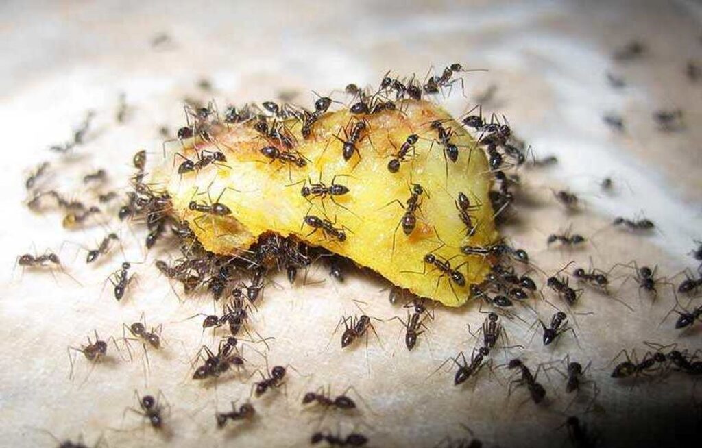 راه های جلوگیری از ورود مورچه ها به خانه